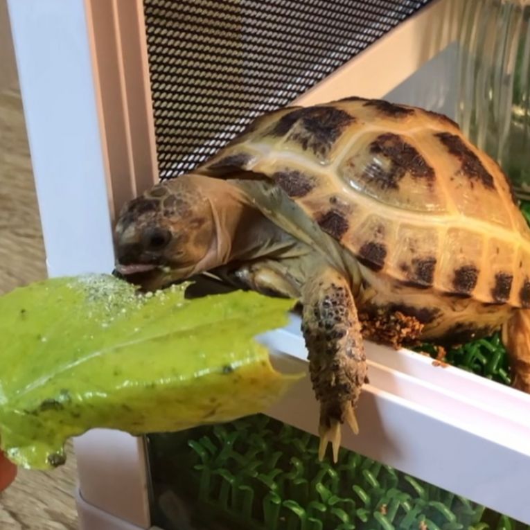 おにぎりちゃん