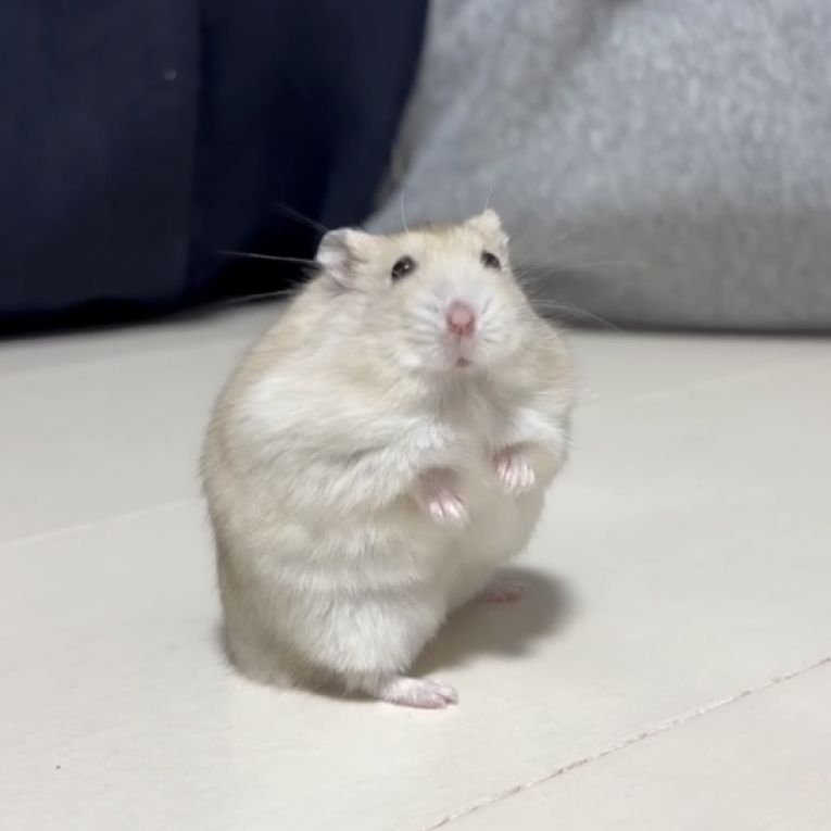 ハムスケちゃん