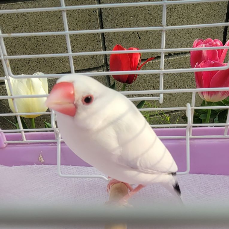 ぶんちゃん