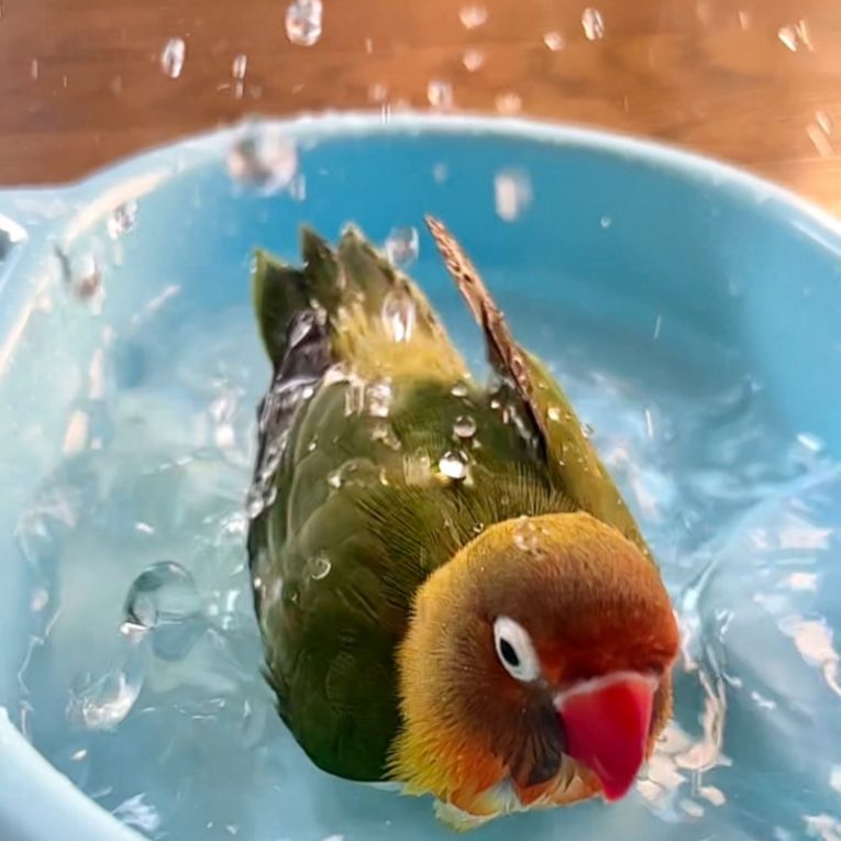 ジェイドちゃん