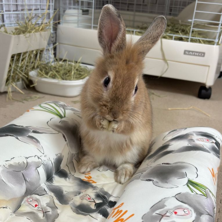 キングちゃん