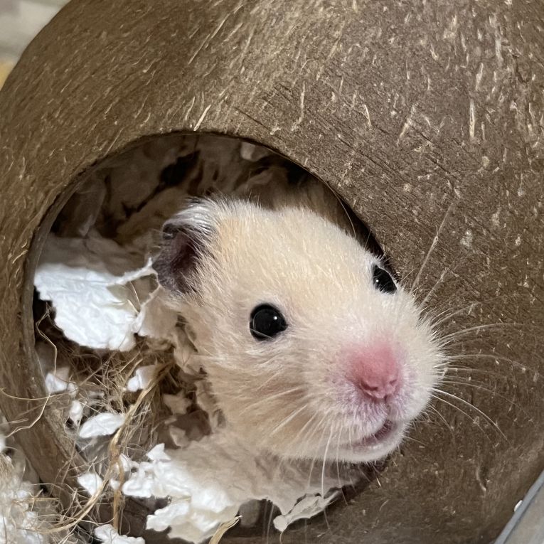 うにちゃん