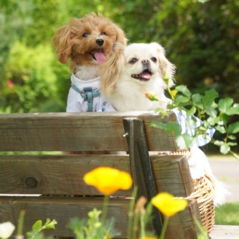 チャコ　ラテちゃん