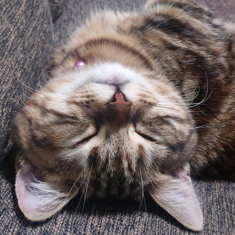 モカちゃん