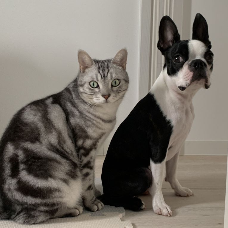 ウォンくんボスくんちゃん