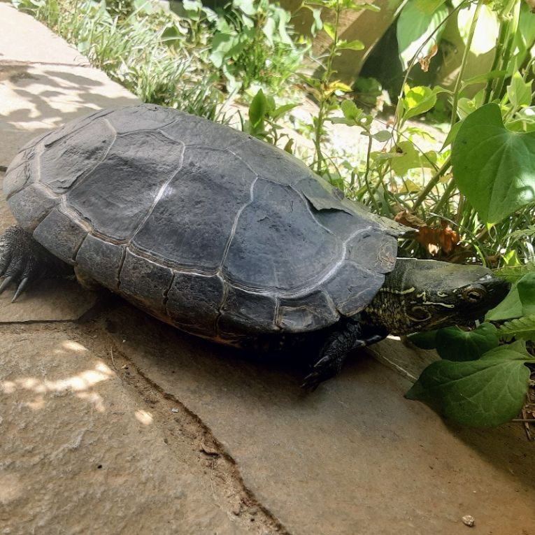 カメやんちゃん
