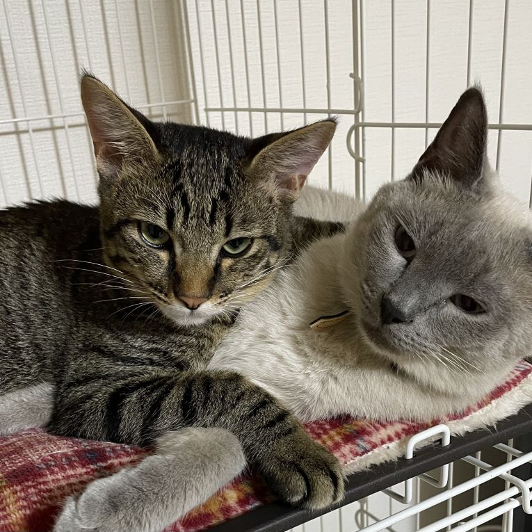 シャル、ラピちゃん