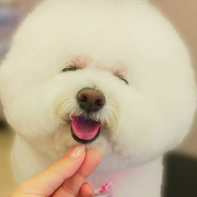 チャメちゃん