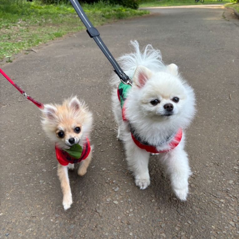 ポテチ&プリンちゃん