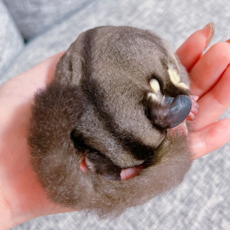 はれちゃん
