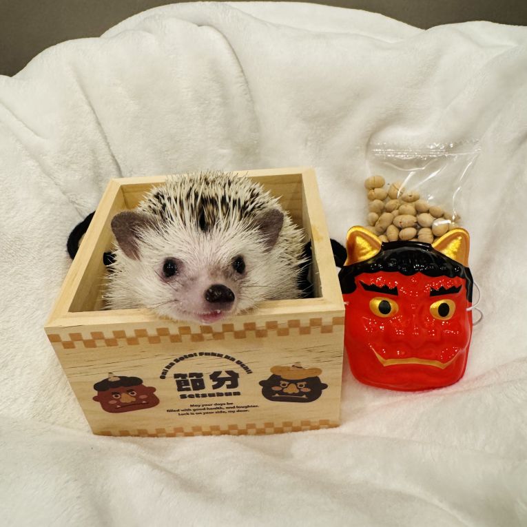 栗金団ちゃん