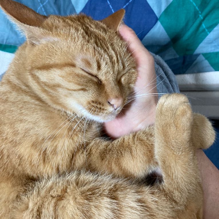 ひまわりちゃん