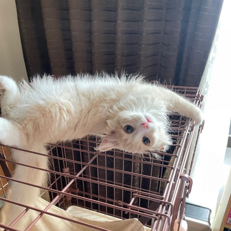 天子ちゃん