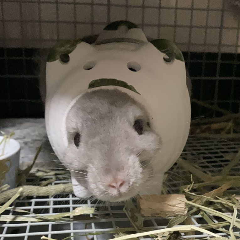 シフォンちゃん