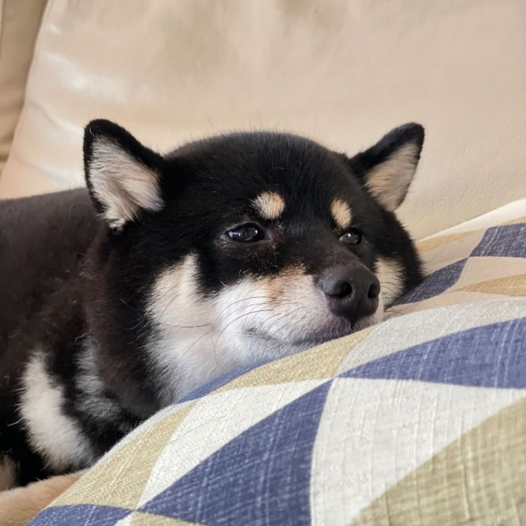 ひまわりちゃん