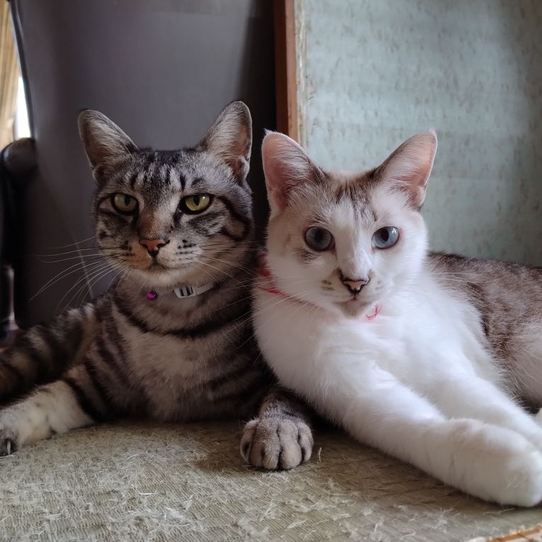 チビ　シロちゃん