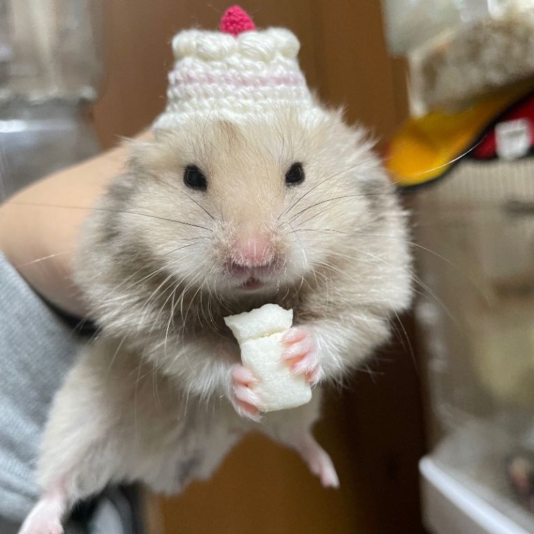 ルルちゃん