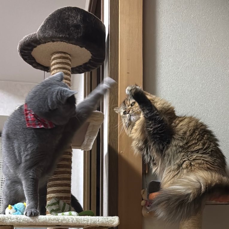 さすけ・あづきちゃん