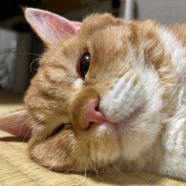 てんぷらちゃん