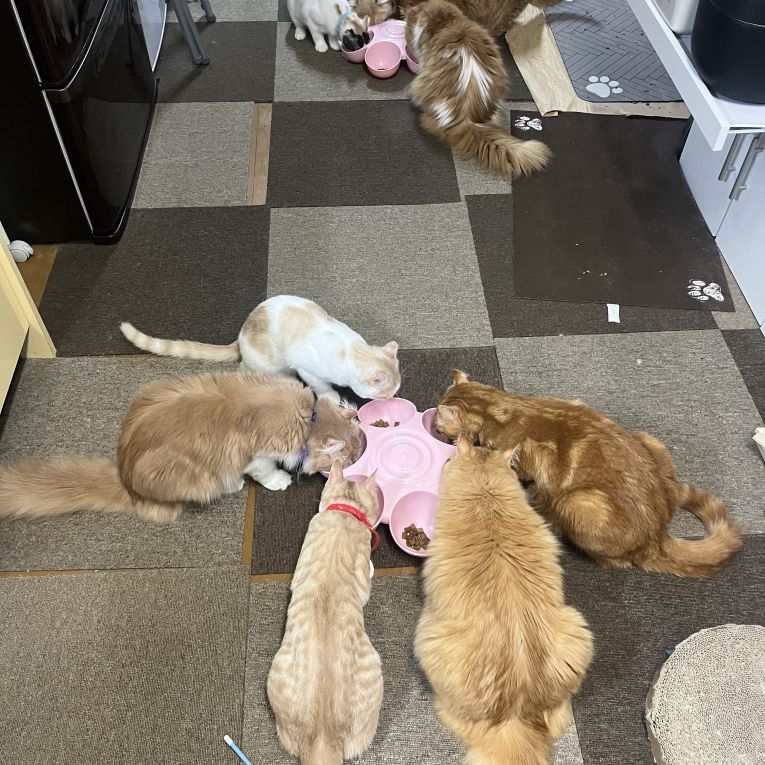 こむぎ、なぎ、メイ、ゆず、ラテ、ソイ、みるく、バニラ、オレオちゃん