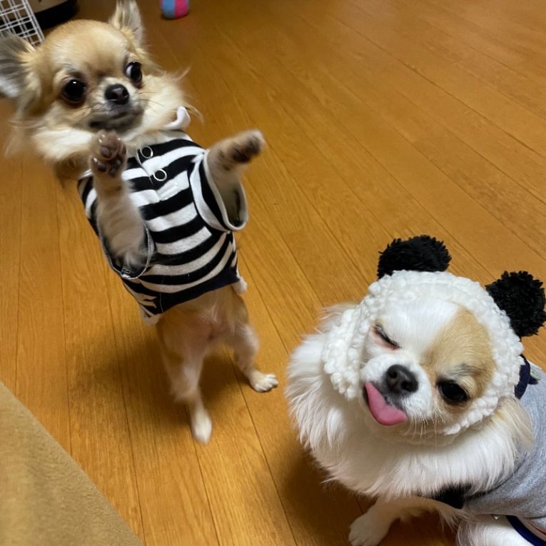 TIFA & COCOA ちゃん