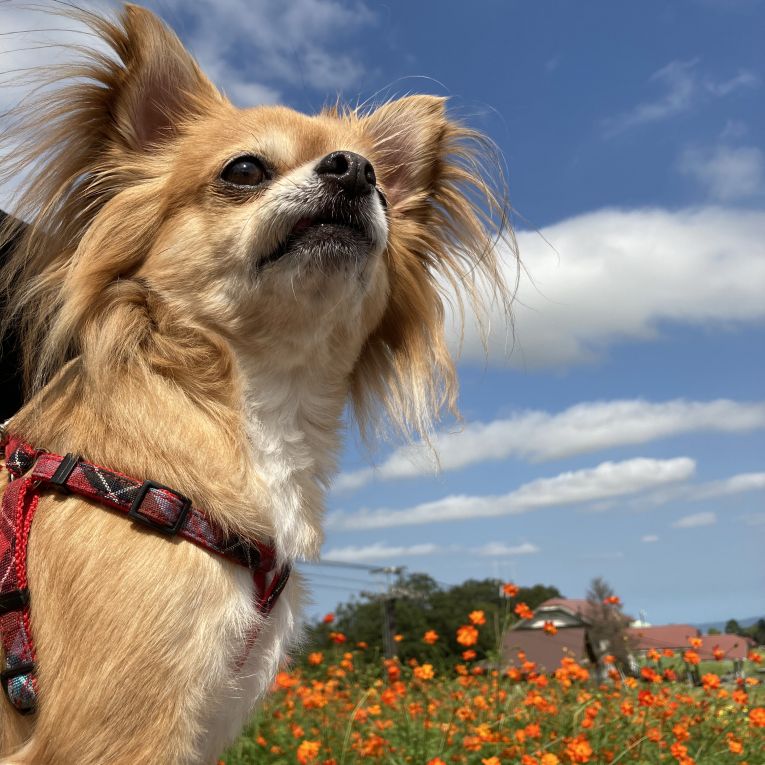 しょこらちゃん