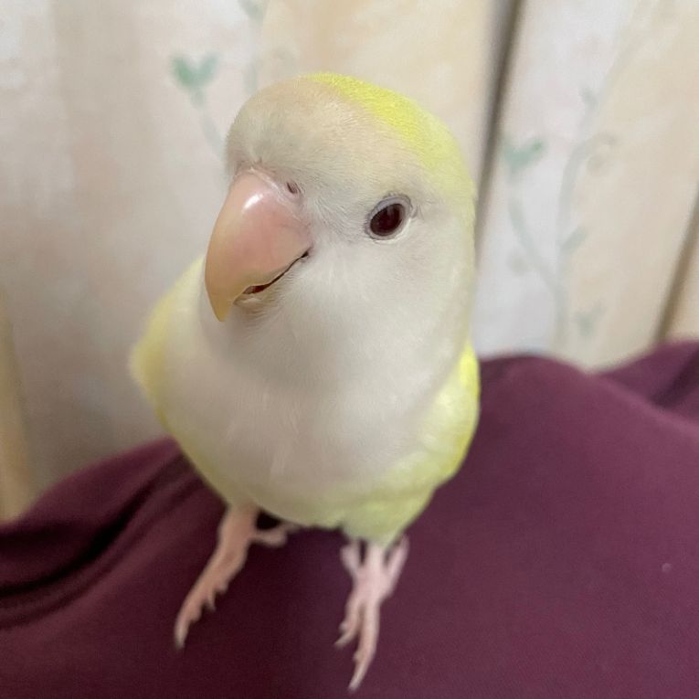 ちゅらちゃんちゃん