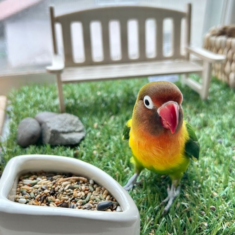 ジェイドちゃん