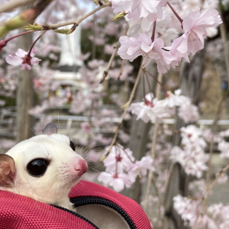 ラテちゃん