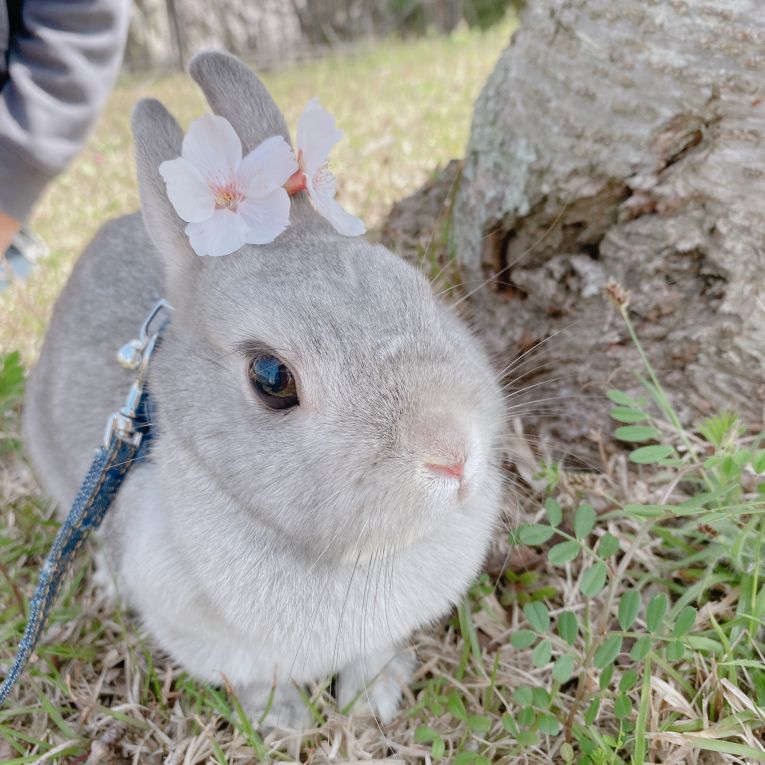 ちこちゃん