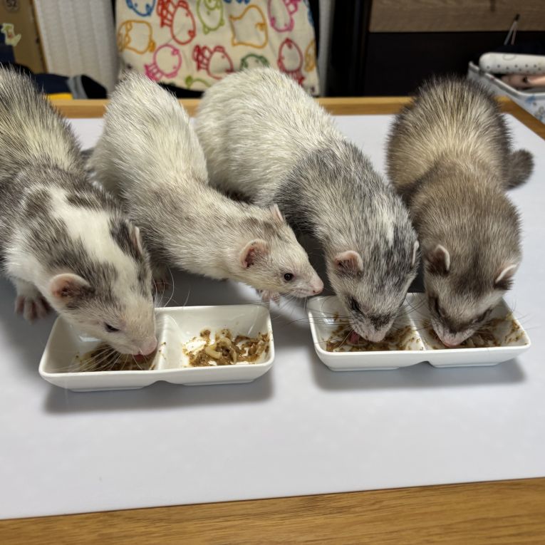 牛吉、キューティー、　熊吉、ハニーちゃん