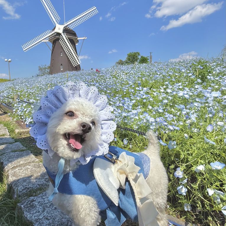 ちゃちゃまるちゃん