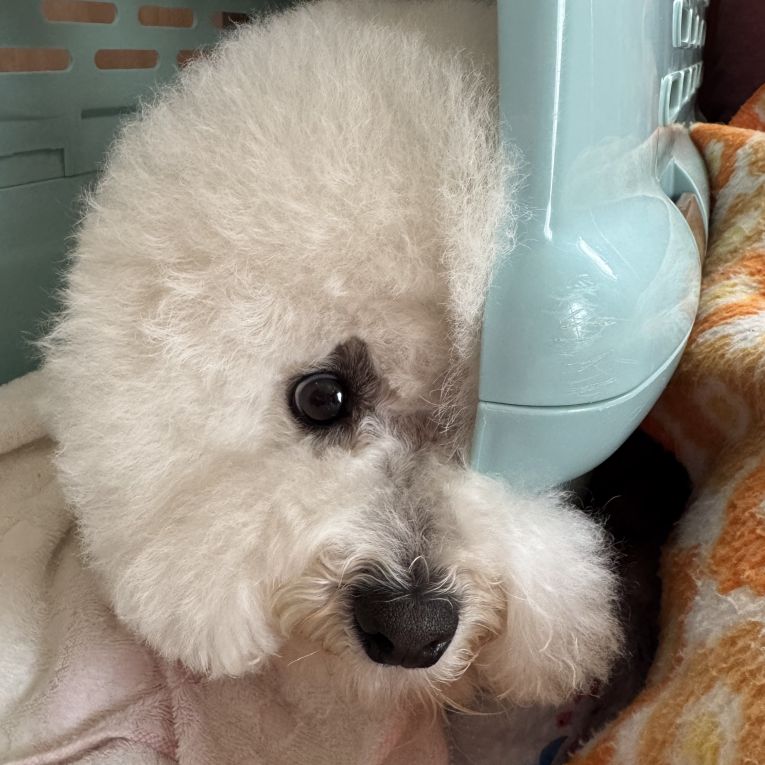 だいふくちゃん