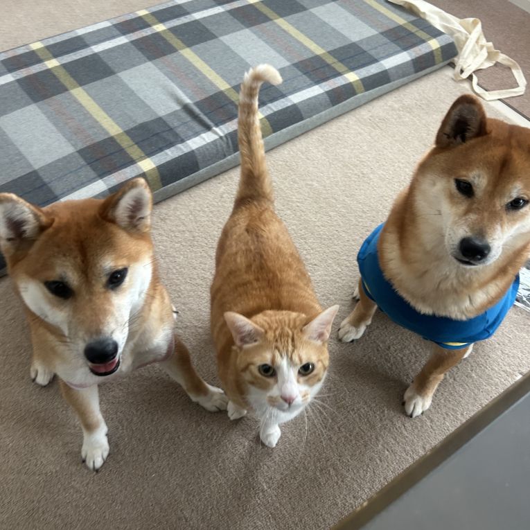 虎徹くるみちくわこはくちゃん