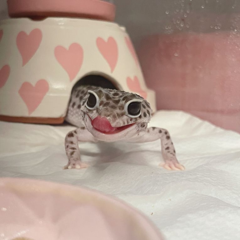 ごまちゃん