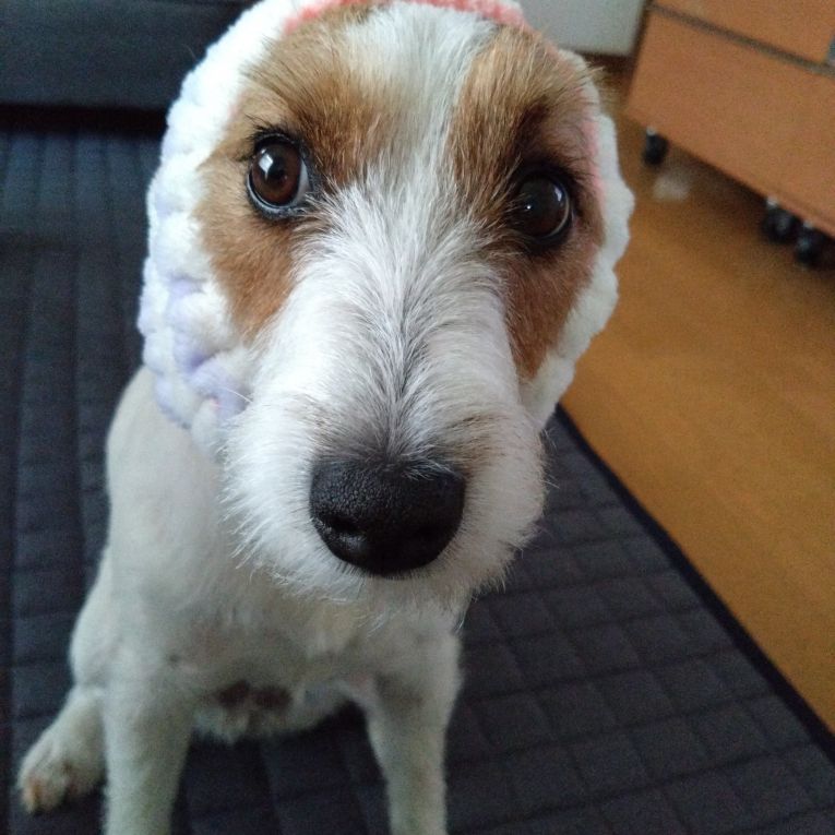 ナッツちゃん