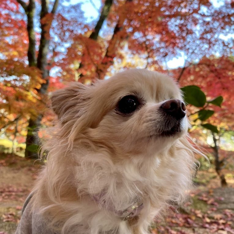 シフォンちゃん