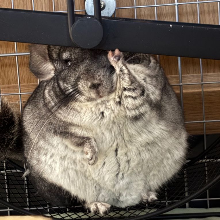 なでしまちゃん