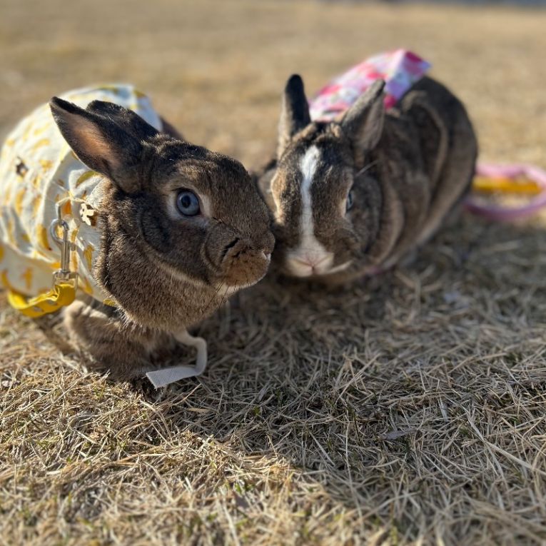 まめむぎちゃん