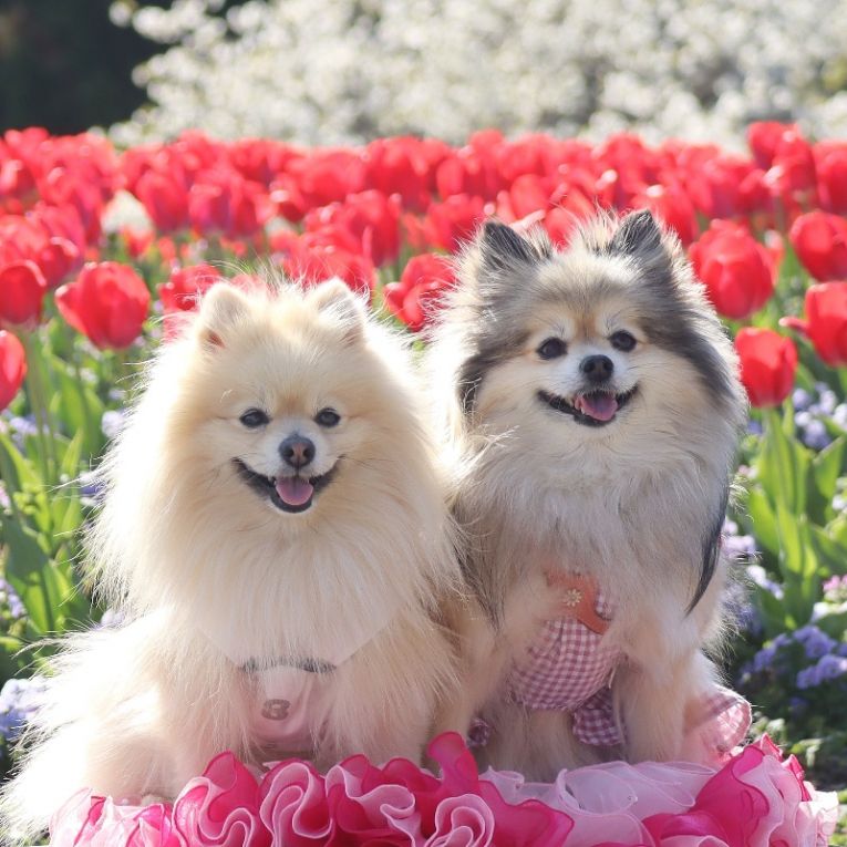 コロン＆シフォンちゃん