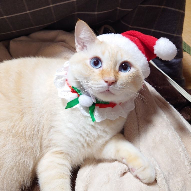 キキちゃんちゃん