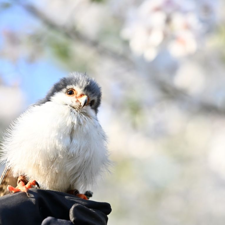 べっくんちゃん