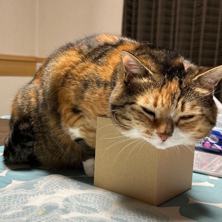 むうちゃんちゃん