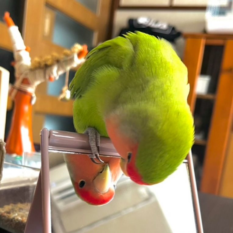 まるちゃん