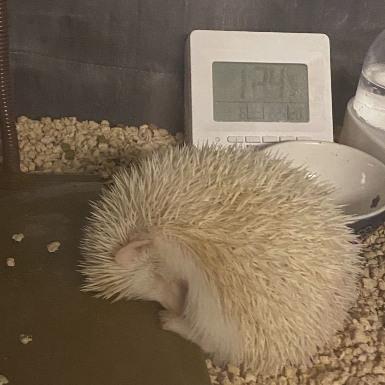 ぽったーちゃん