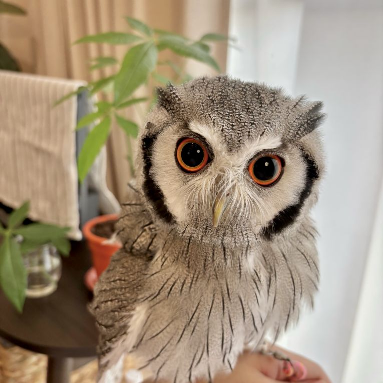 かんろちゃん