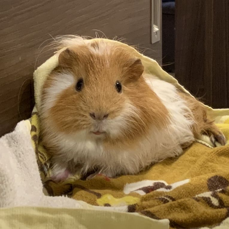 もこちゃん