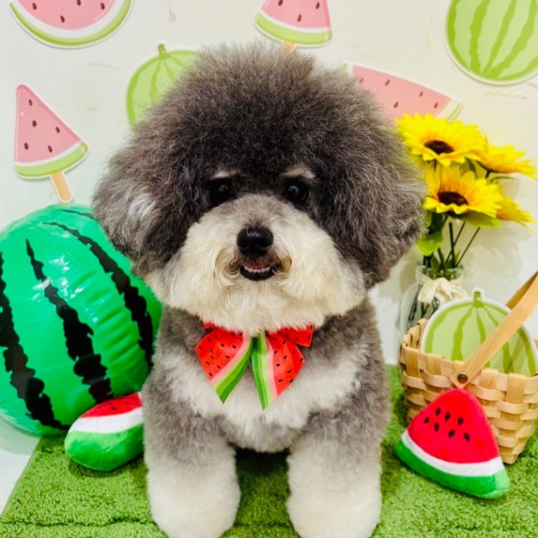 ショコラちゃん