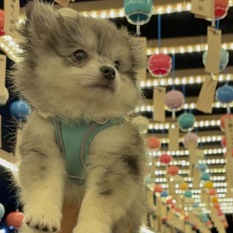 颯（はやて）ちゃん