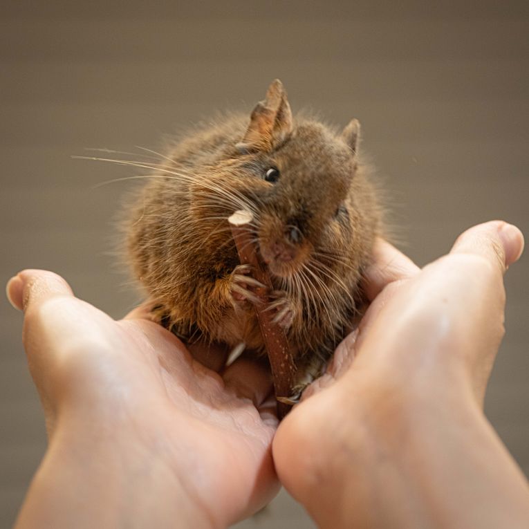 くーちゃん